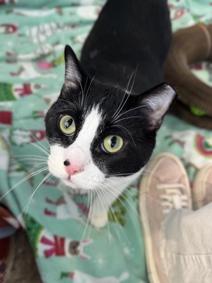 Ms Midwest Emo, Adoptable, Adult Female Domestic Short Hair.