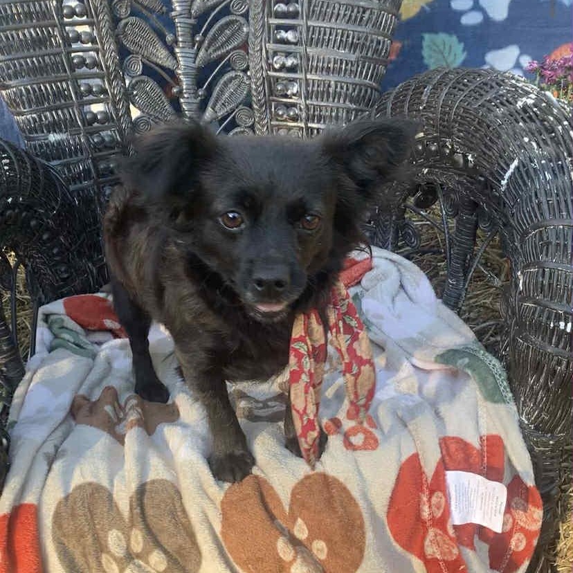 Enlarge Rensmay, a Adopted Chihuahua in Campton, KY image 2/5