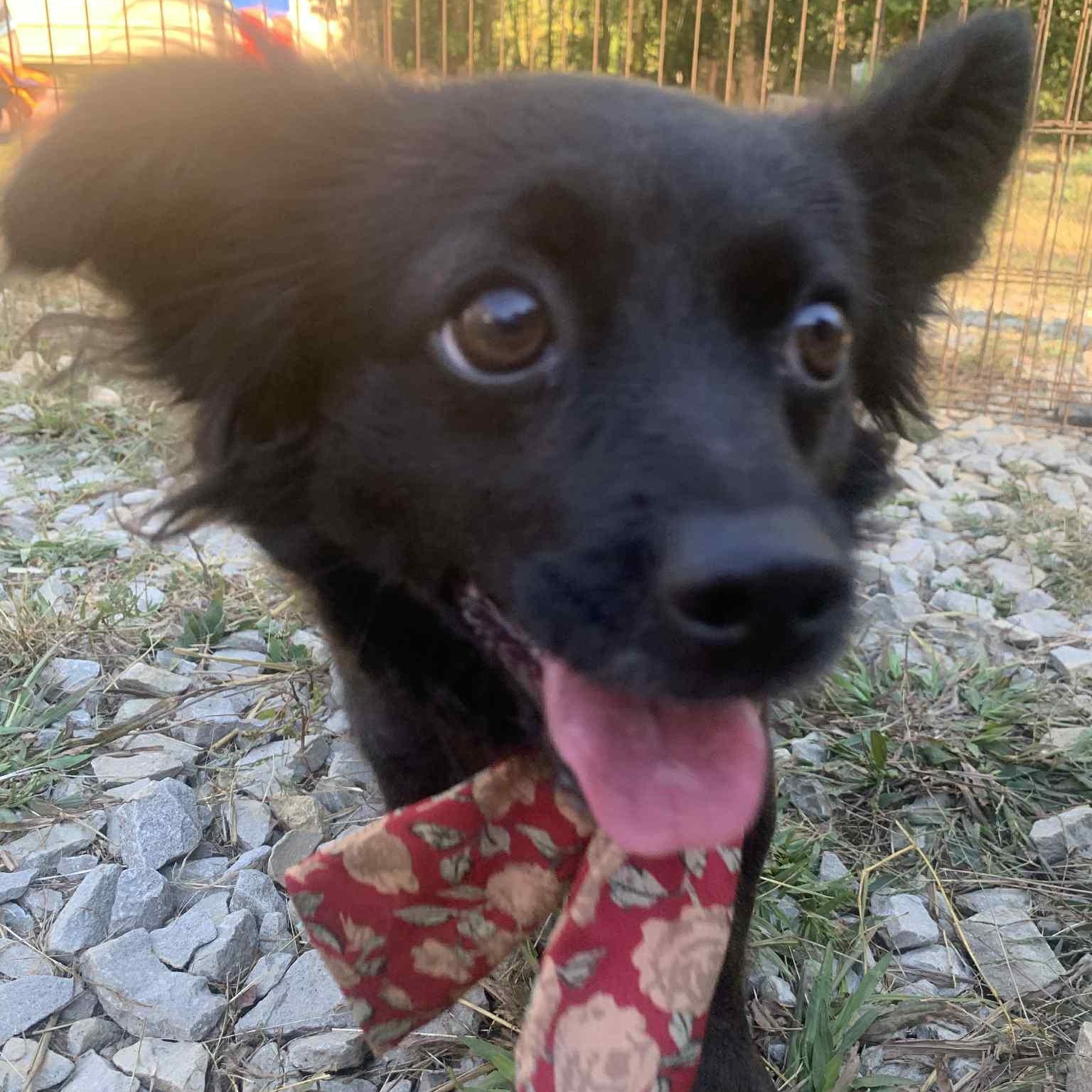 Enlarge Rensmay, a Adopted Chihuahua in Campton, KY image 3/5