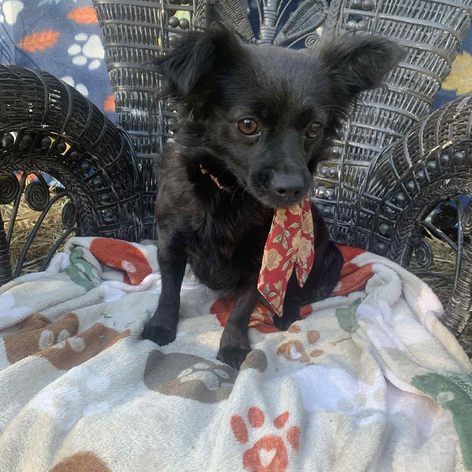 Rensmay, Adopted, Adult Female Chihuahua.