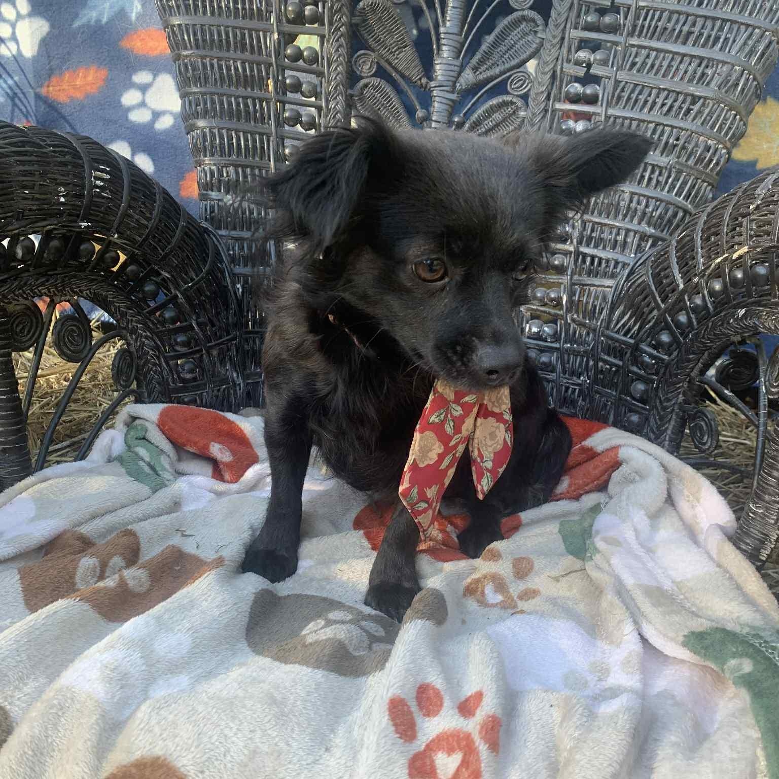 Enlarge Rensmay, a Adopted Chihuahua in Campton, KY image 5/5