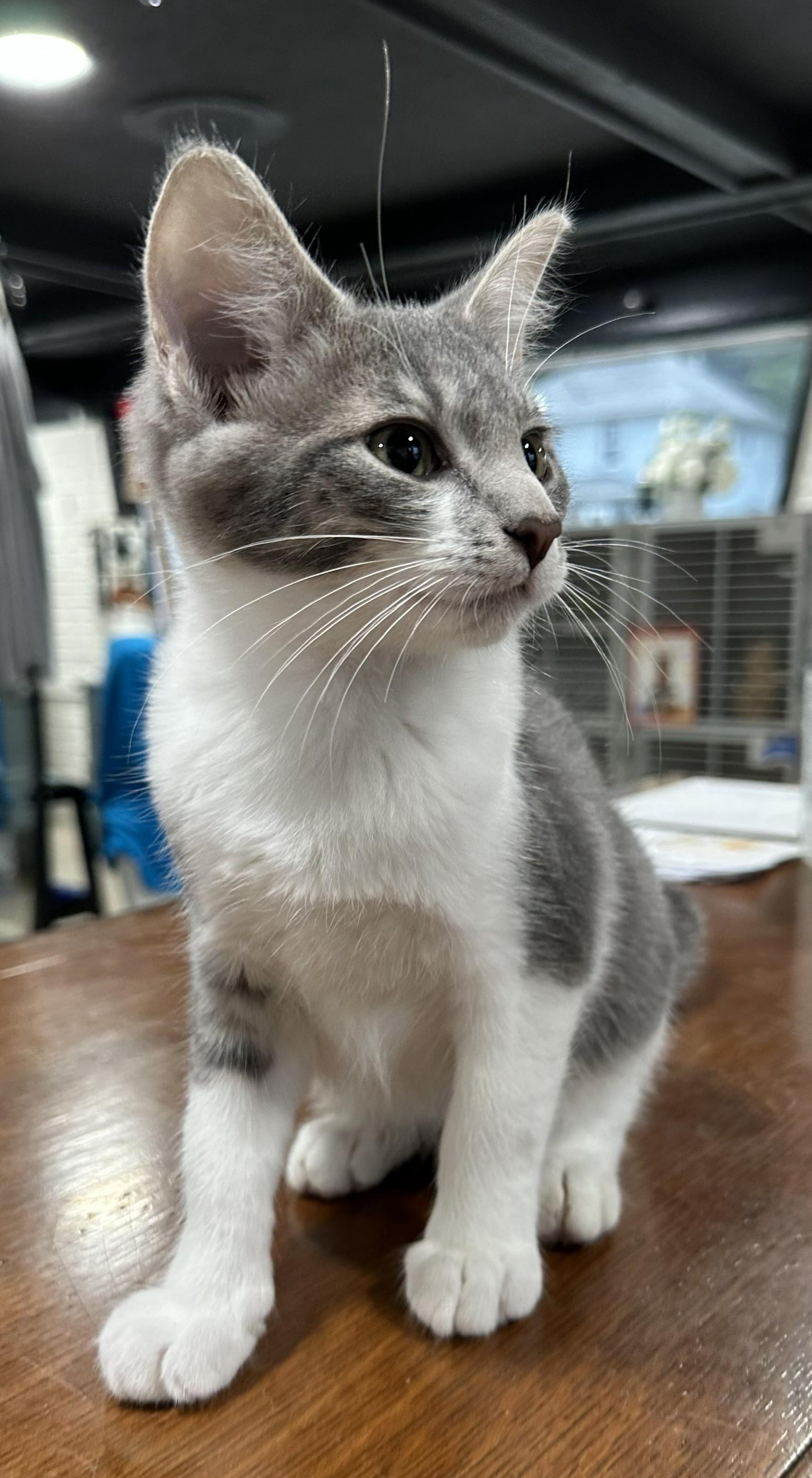 Remi, Adoptable, Young Male Domestic Short Hair.