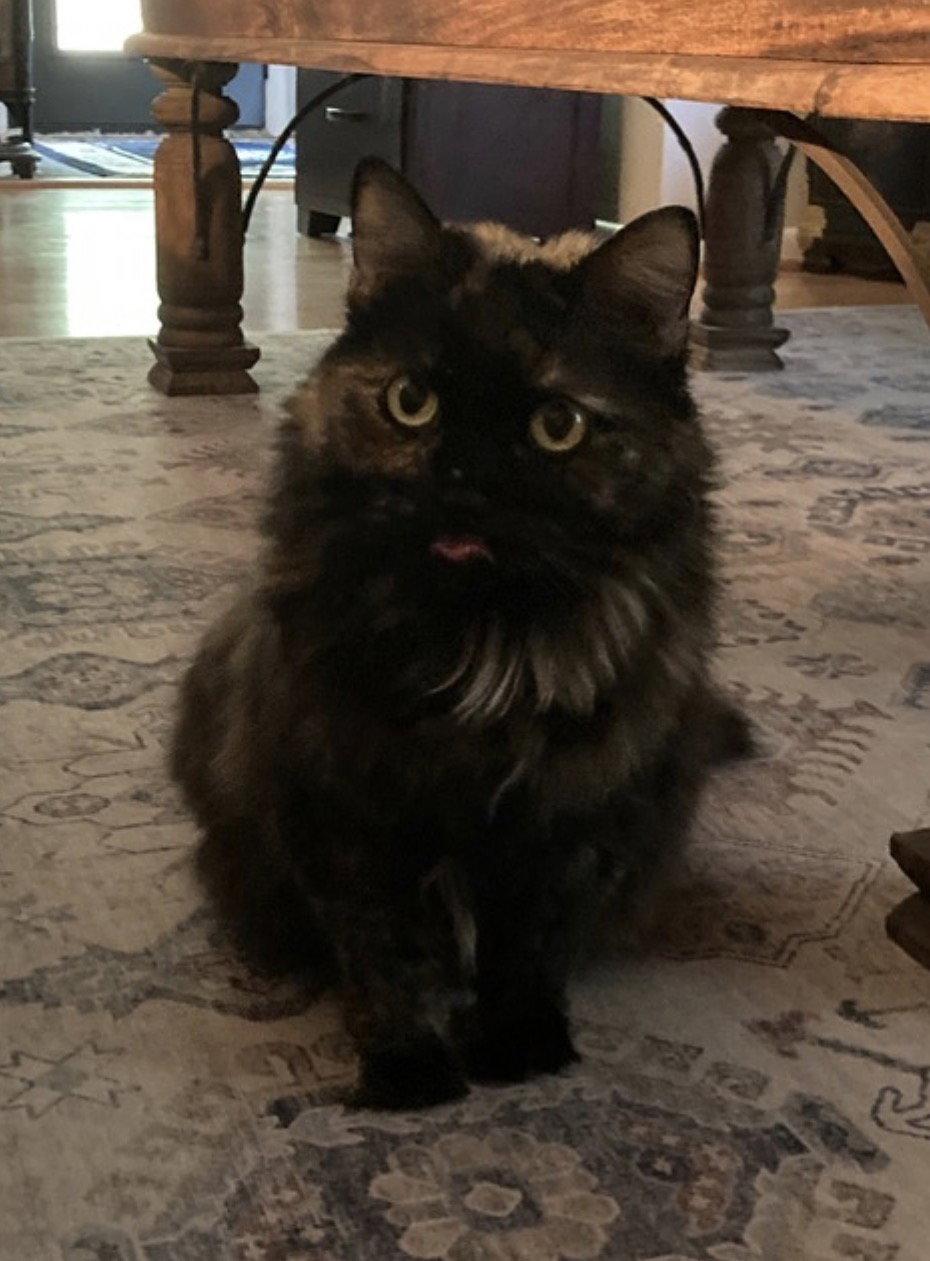 Enlarge Destiny (in foster / schedule meeting), a Adoptable Tortoiseshell in Sanford, NC image 1/2