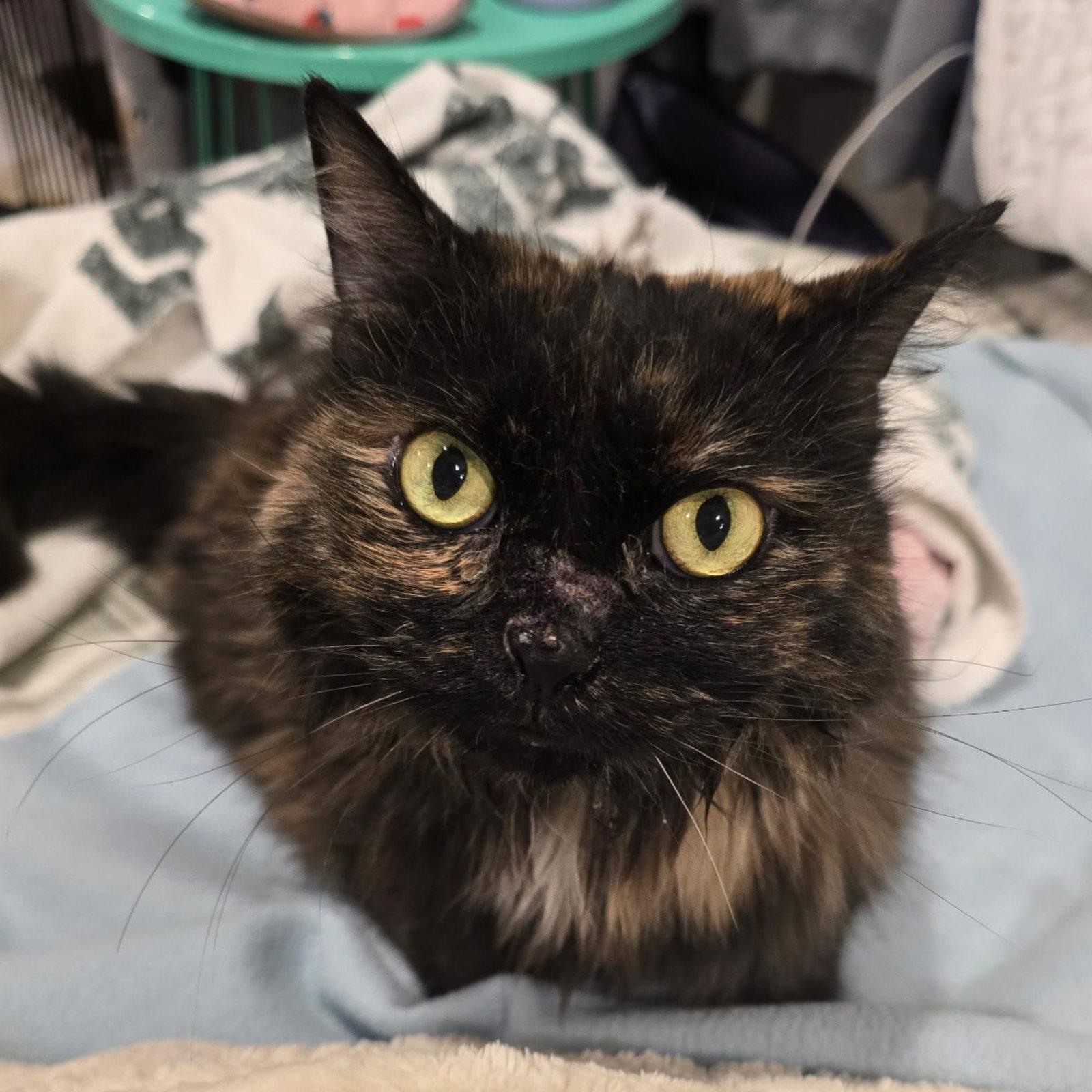 Enlarge Destiny (in foster / schedule meeting), a Adoptable Tortoiseshell in Sanford, NC image 2/3