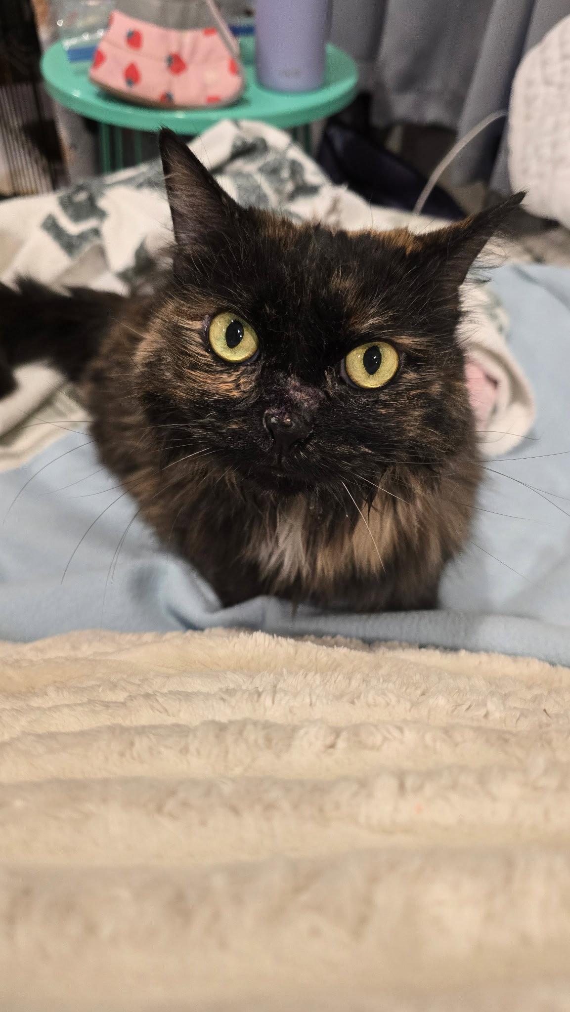 Enlarge Destiny (in foster / schedule meeting), a Adoptable Tortoiseshell in Sanford, NC image 3/3