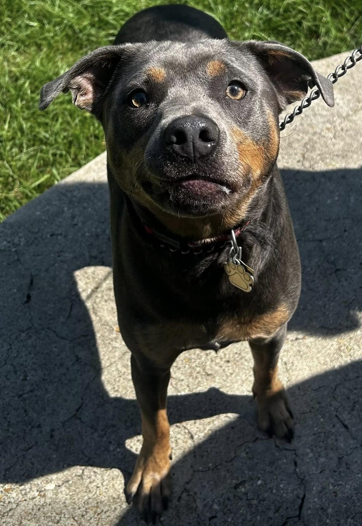 Enlarge Bones, a Adopted Mixed Breed in New Orleans, LA image 2/5