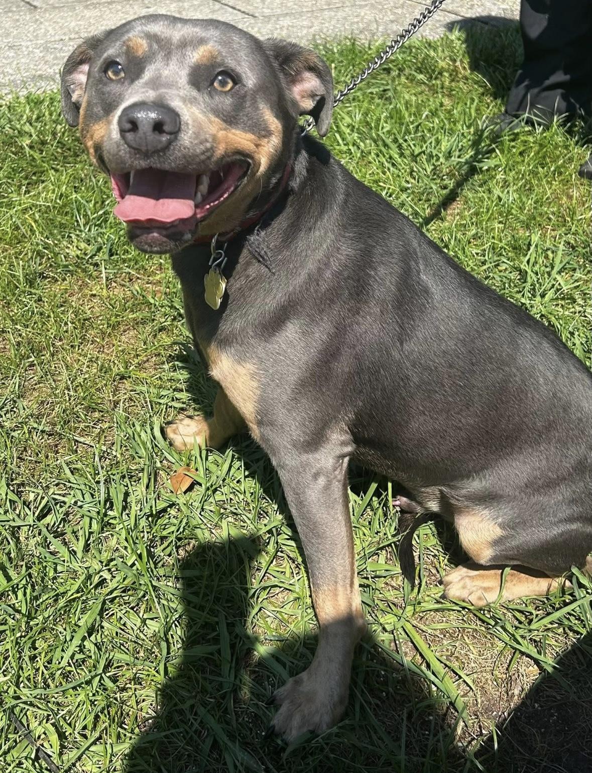 Enlarge Bones, a Adopted Mixed Breed in New Orleans, LA image 3/5