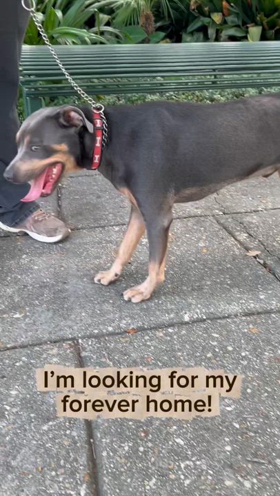 Enlarge Bones, a Adopted Mixed Breed in New Orleans, LA video 4/5