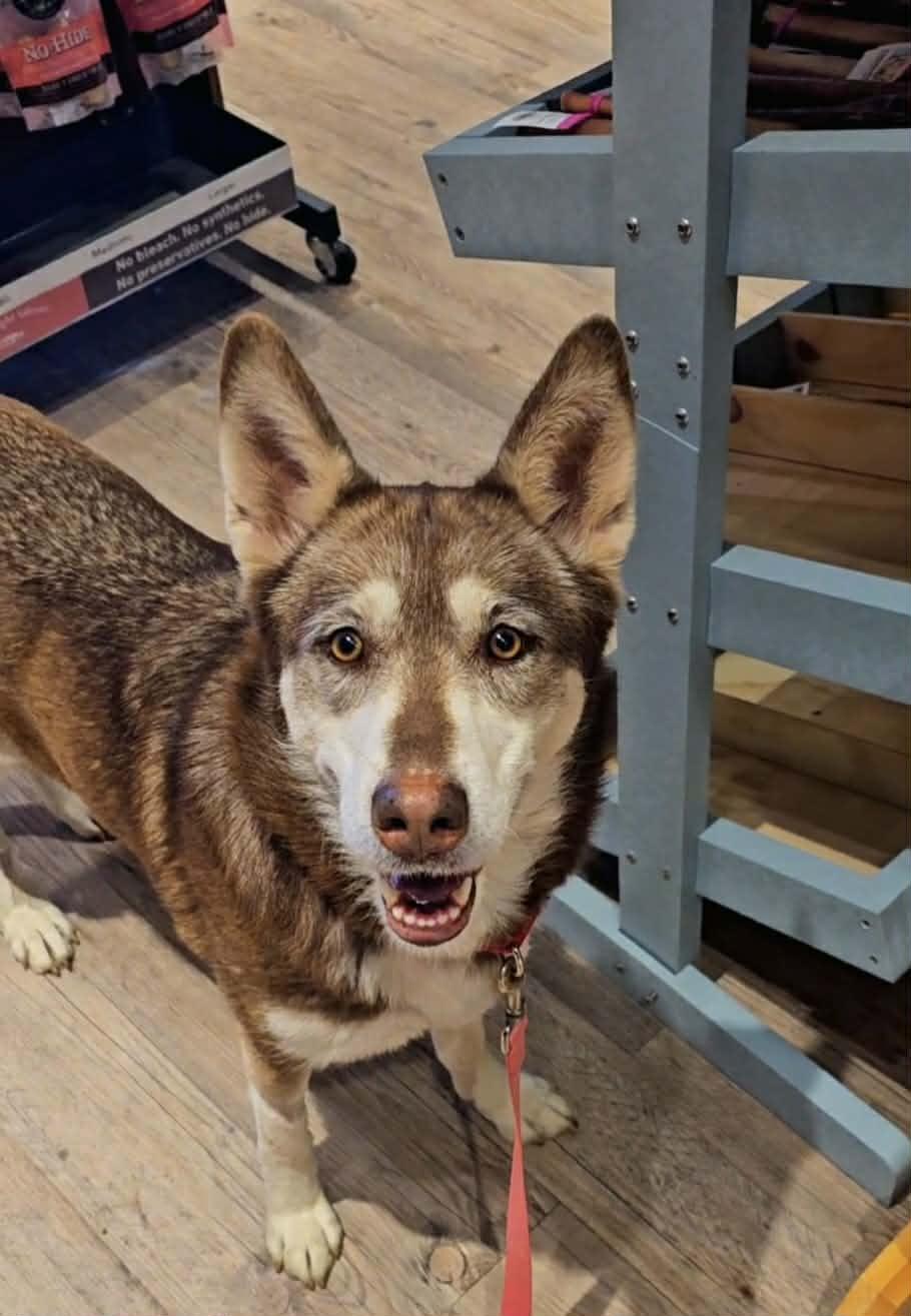 Enlarge Misha, a Adoptable mixed breed in Hartford, CT image 3/6