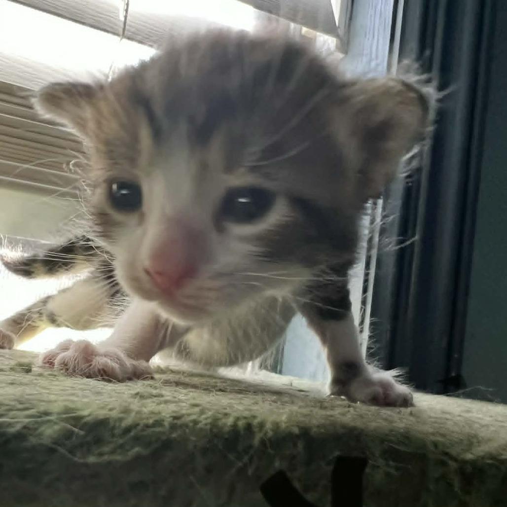 Kendel, Adoptable, Kitten Male Domestic Short Hair.