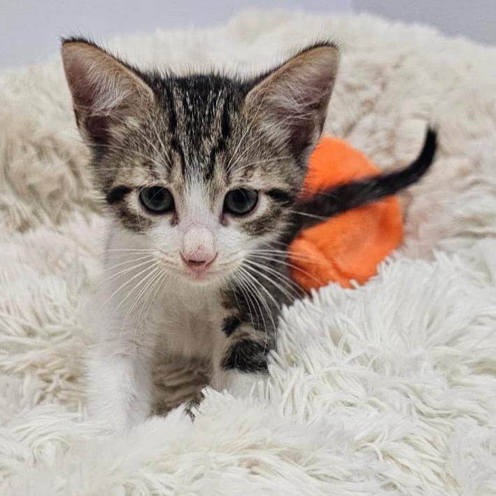 Enlarge Kendel, a Adoptable Domestic Short Hair in Harlingen, TX image 2/4