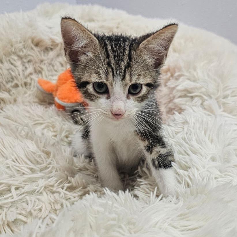 Enlarge Kendel, a Adoptable Domestic Short Hair in Harlingen, TX image 3/4