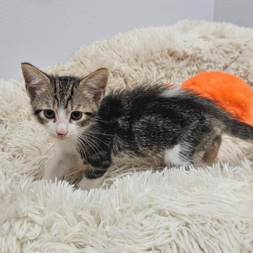 Enlarge Kendel, a Adoptable Domestic Short Hair in Harlingen, TX image 4/4