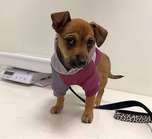 Beignet, an adopted mixed breed in Berkeley, CA image 4/4