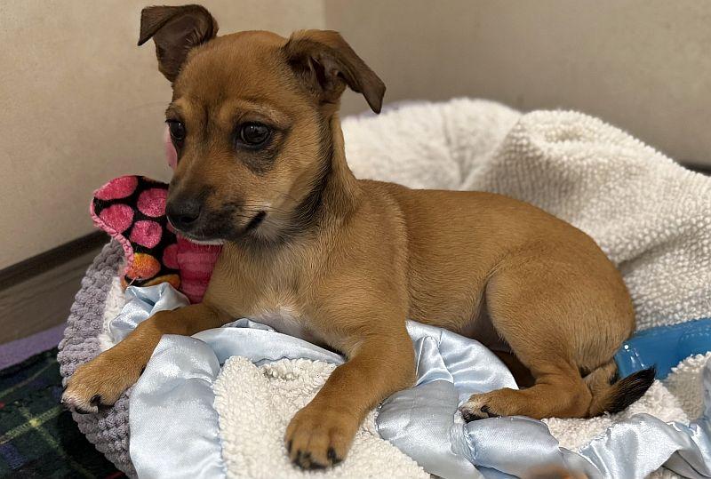 Beignet, an adopted mixed breed in Berkeley, CA image 2/4