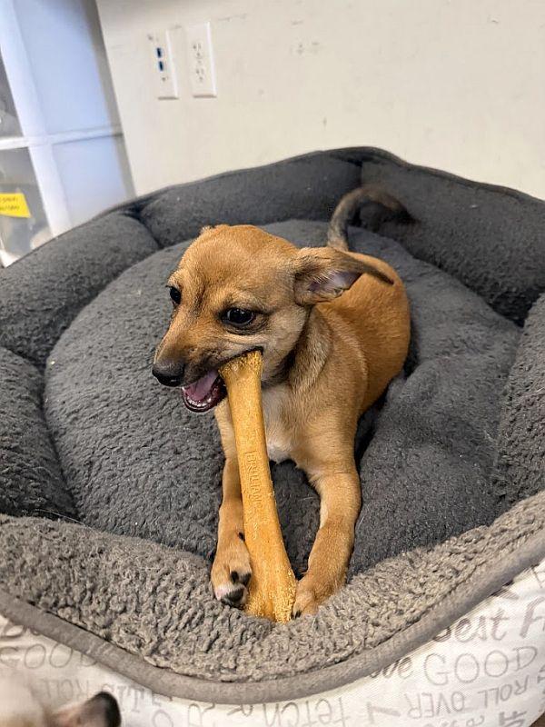 Beignet — thumbnail 3