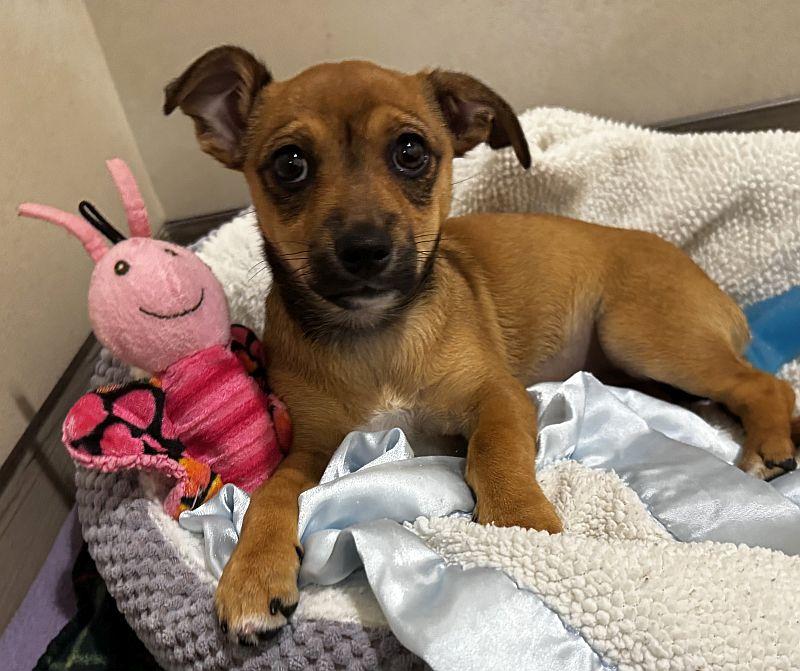 Beignet, adopted, Puppy Female Chihuahua.