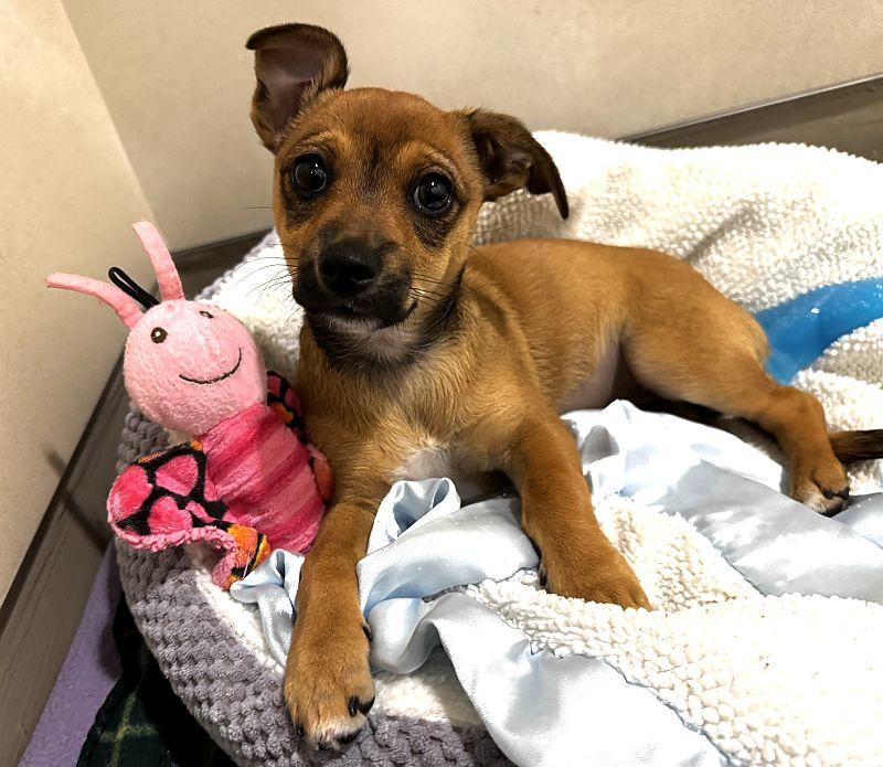 Beignet, an adopted mixed breed in Berkeley, CA image 3/4
