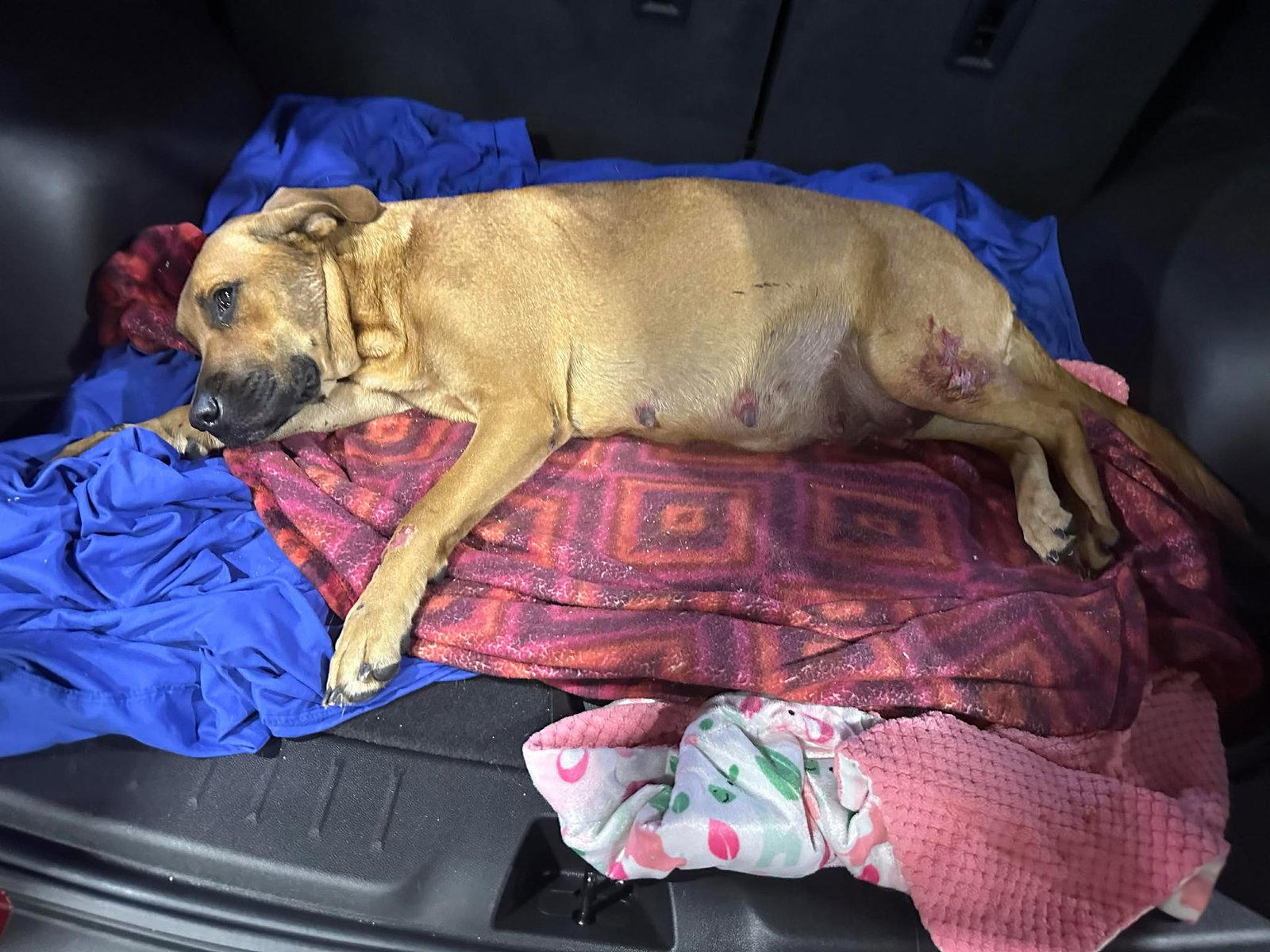 Hope, Adopted, Young Female Black Mouth Cur & Hound.