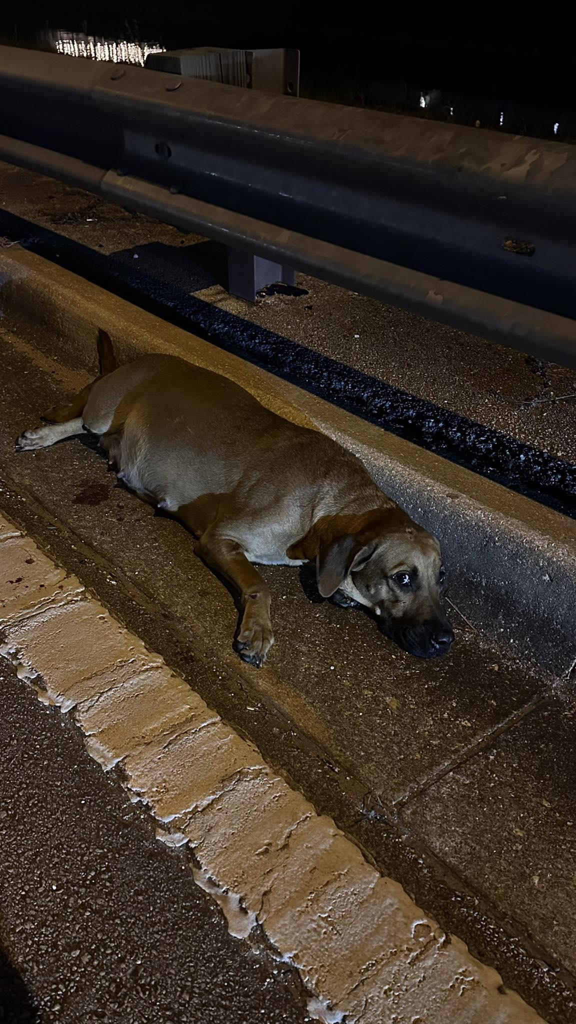 Enlarge Hope, a Adopted mixed breed in Pompano Beach, FL image 2/2