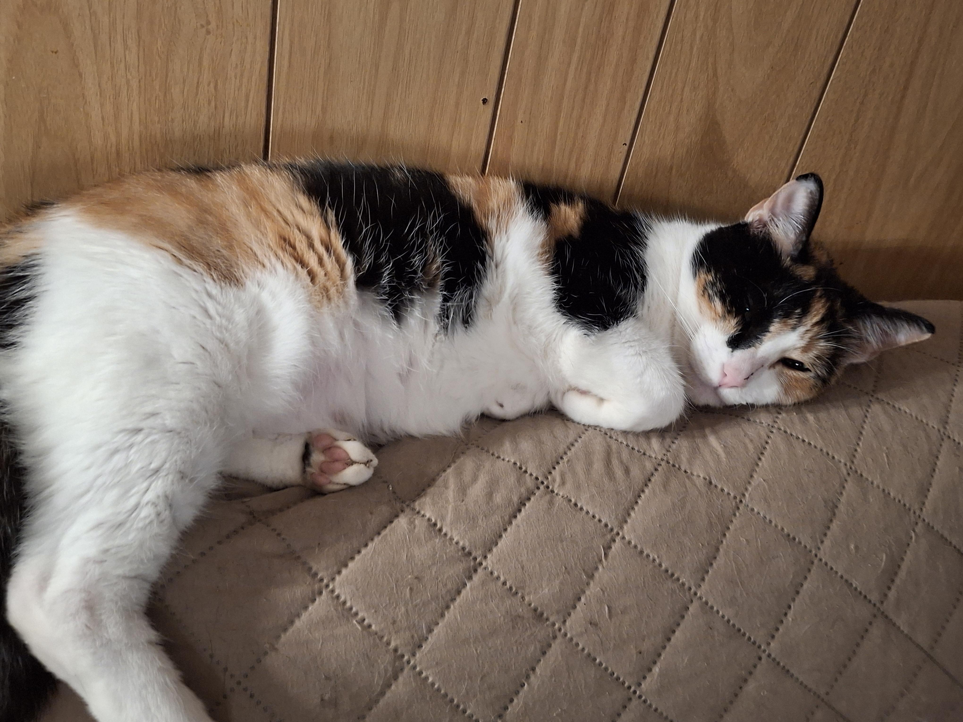 Mystery, a Adoptable Calico in Lawrenceville, GA image 2/2