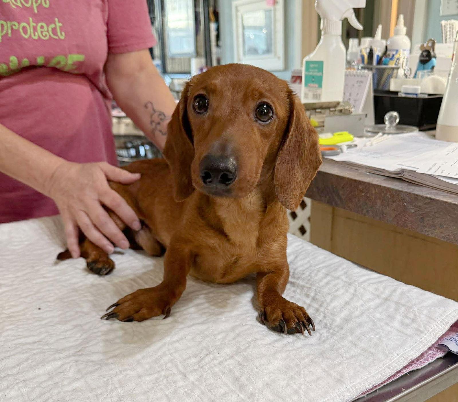 Enlarge Mr. Bojangles (NOT YET AVAILABLE), a Adoptable Dachshund in Benton, LA image 1/1