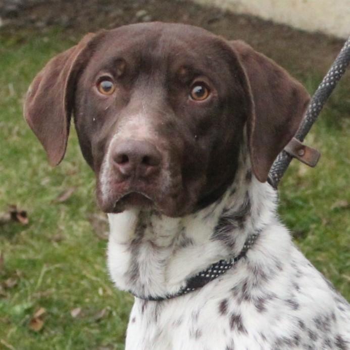 Enlarge Theron, an adopted German Shorthaired Pointer in Eaton, OH image 2/6