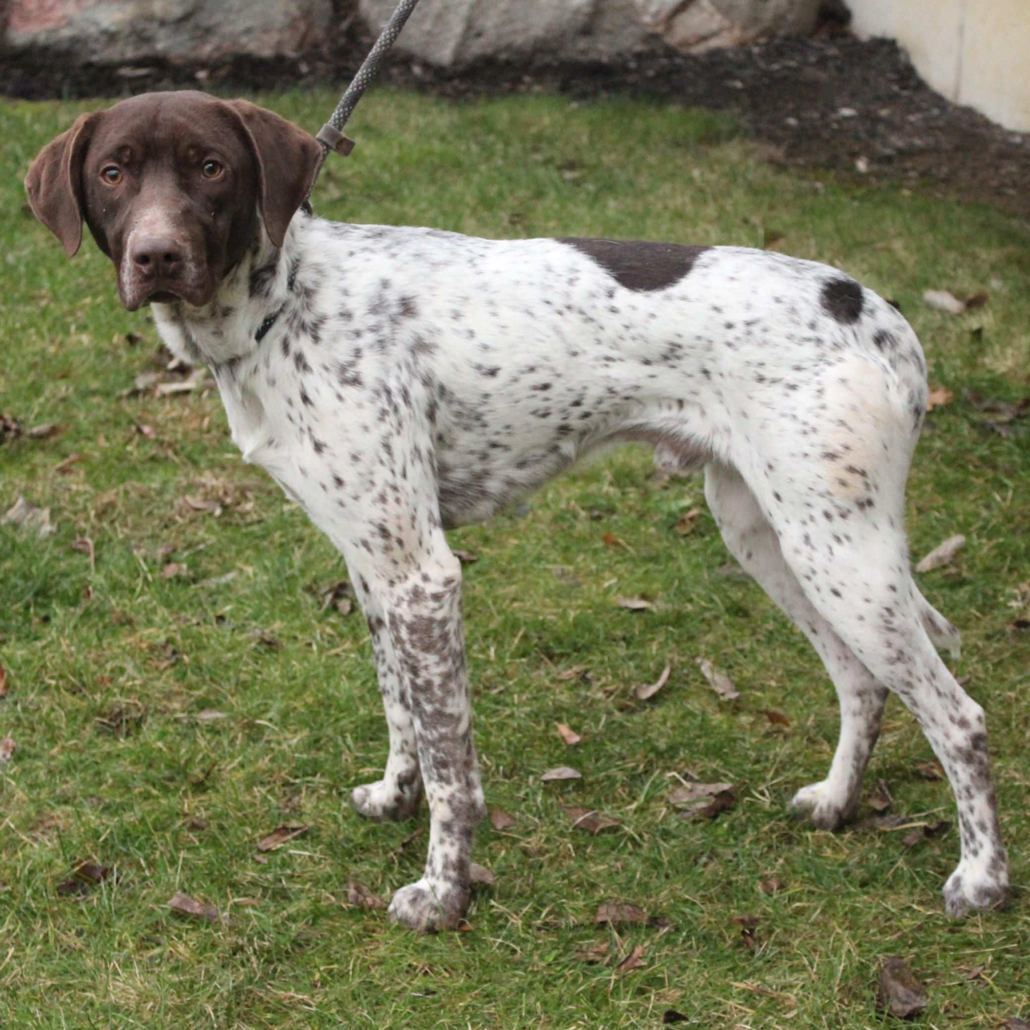 Enlarge Theron, an adopted German Shorthaired Pointer in Eaton, OH image 4/6