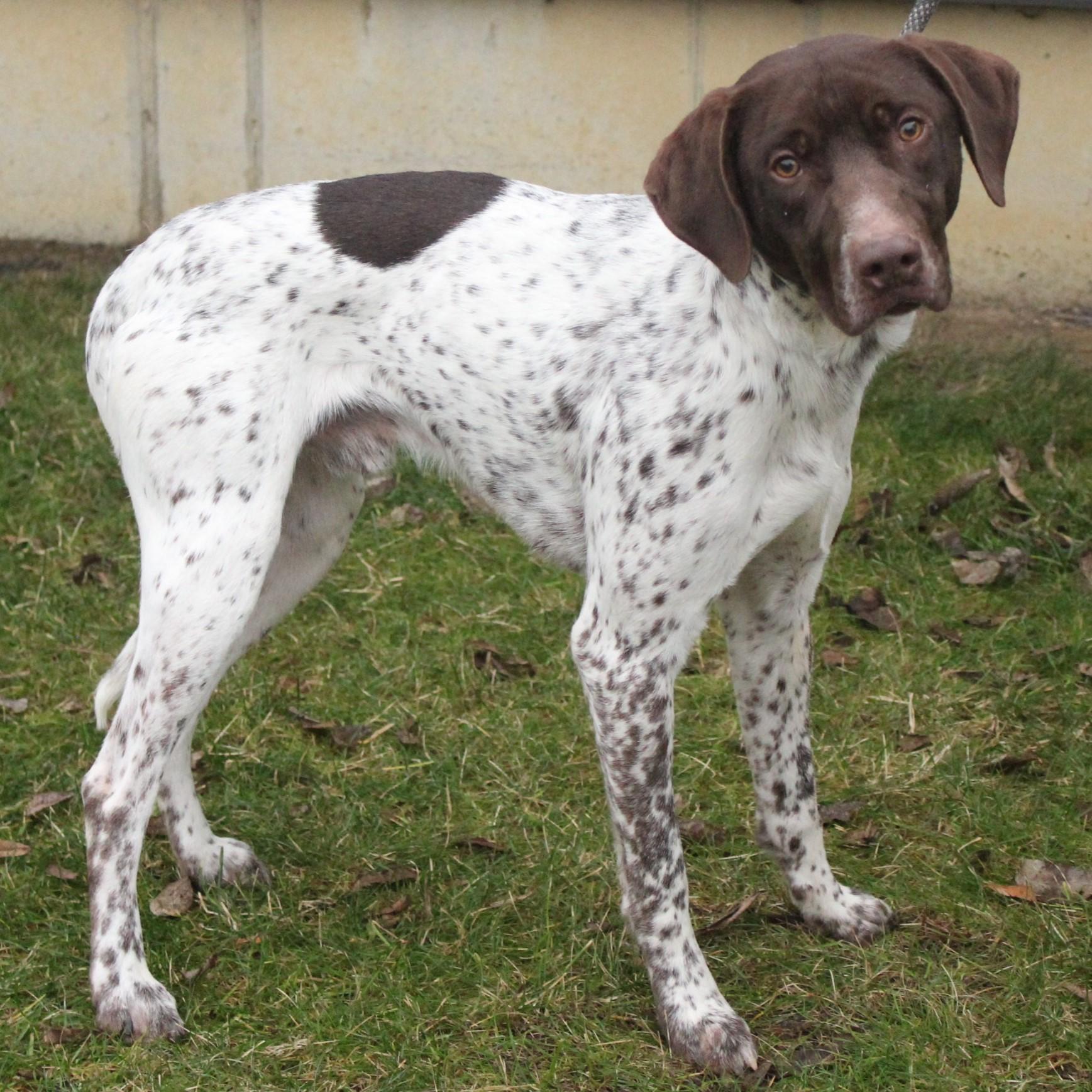 Enlarge Theron, an adopted German Shorthaired Pointer in Eaton, OH image 6/6