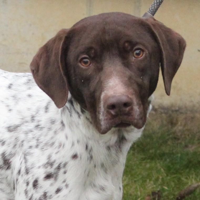 Theron, adopted, Young Male German Shorthaired Pointer.