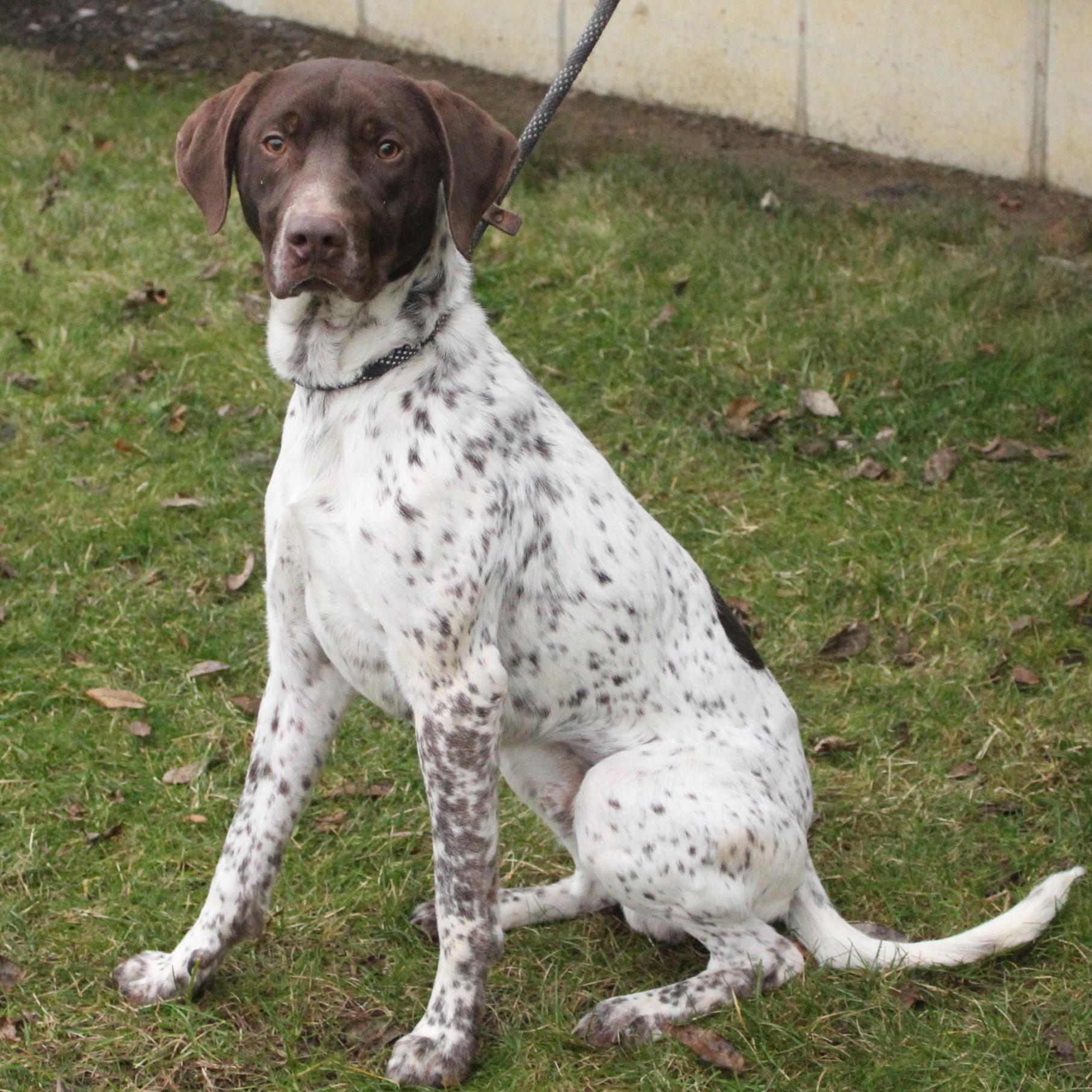 Enlarge Theron, an adopted German Shorthaired Pointer in Eaton, OH image 3/6