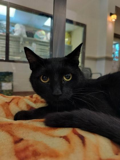 Enlarge Void, a Adoptable mixed breed in Irving, TX image 1/1