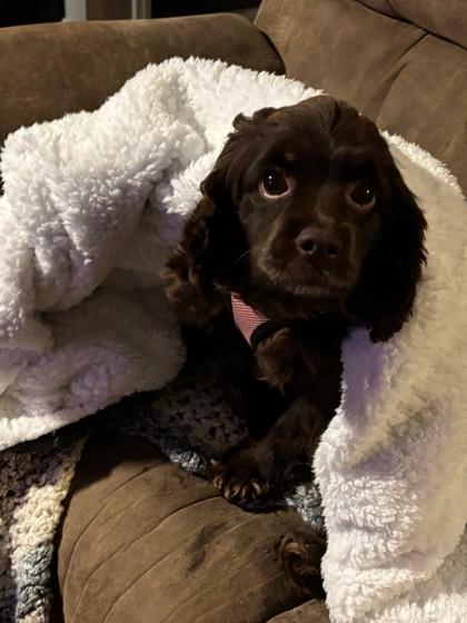 Eliza, Adoptable, Adult Female Cocker Spaniel & Poodle.
