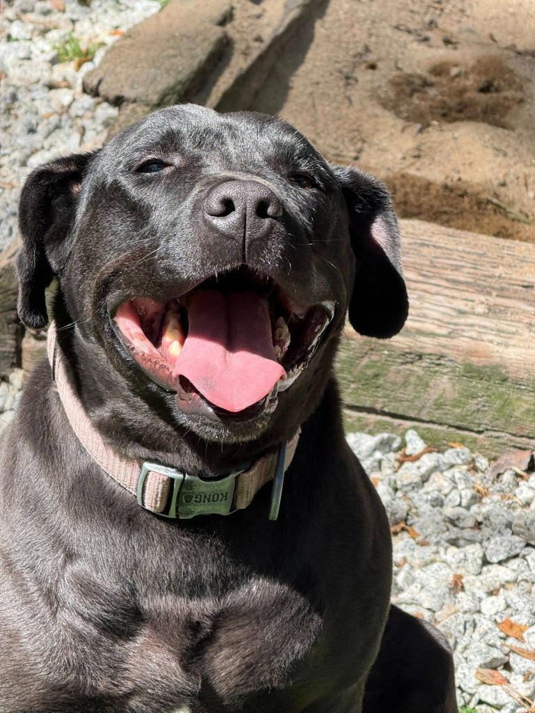 Cali, Adoptable, Adult Female Labrador Retriever & Hound.