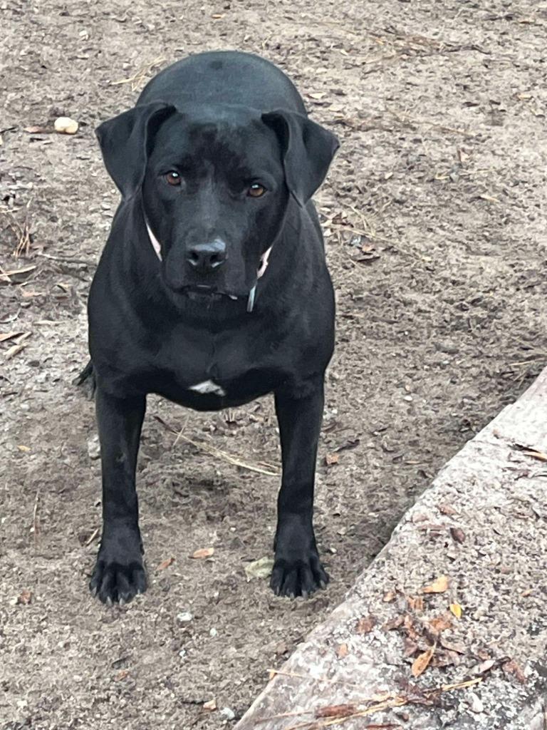 Enlarge Cali, a Adoptable mixed breed in Augusta, GA image 2/3