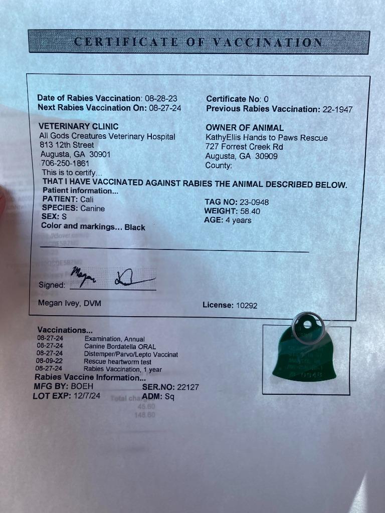 Cali, a Adoptable mixed breed in Augusta, GA image 2/3