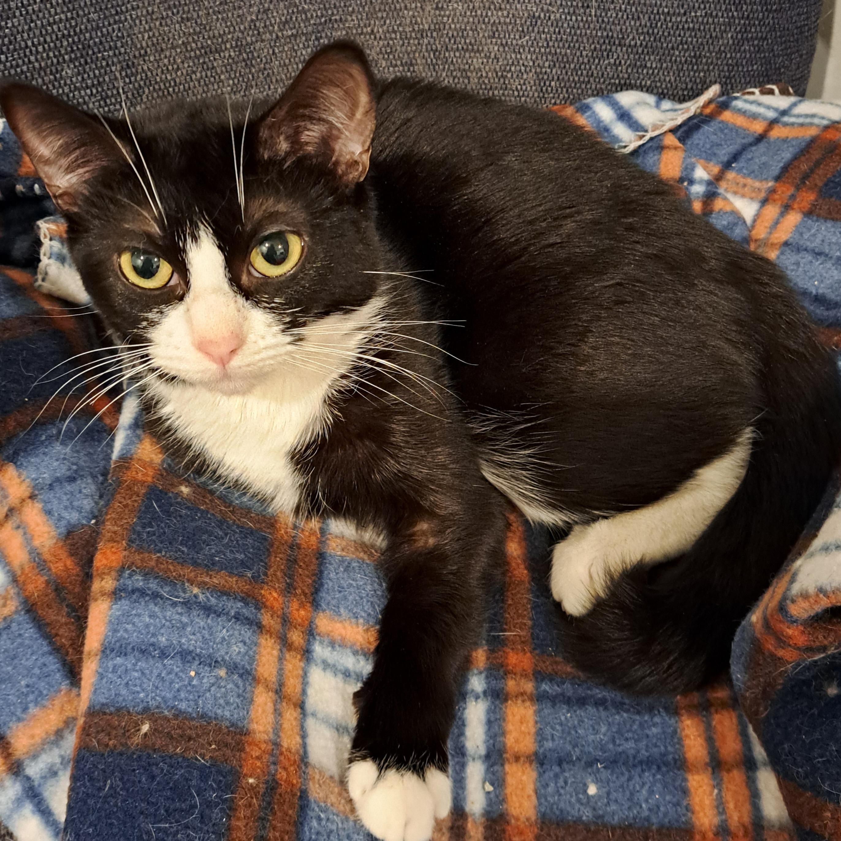 Pawtunia 1 and 1/2 yrs, ADOPTABLE, Young Female Tuxedo.