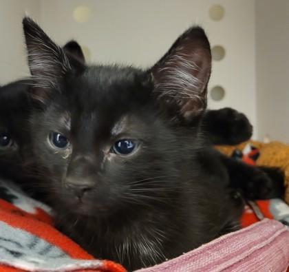 Breve, Adoptable, Kitten Male Domestic Short Hair & Domestic Short Hair.
