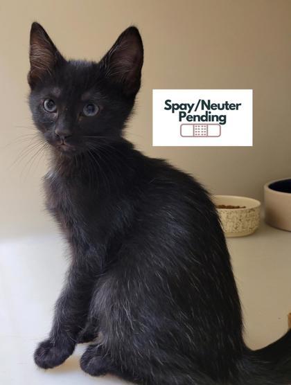 Enlarge Breve, a Adoptable mixed breed in Kalispell, MT image 2/2