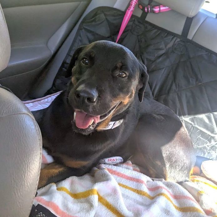 Bubba, Young Male Rottweiler