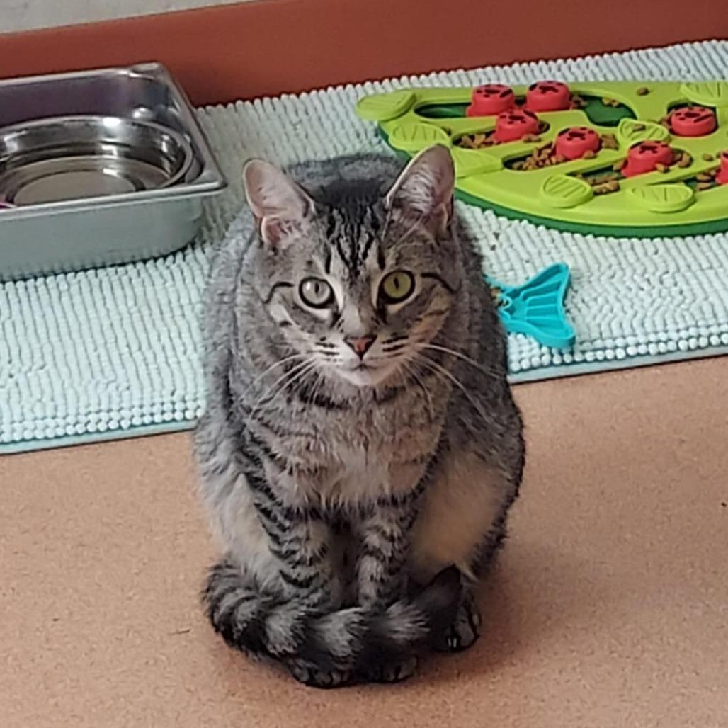 Little Man, a Adoptable Domestic Short Hair in Ballston Spa, NY image 1/3