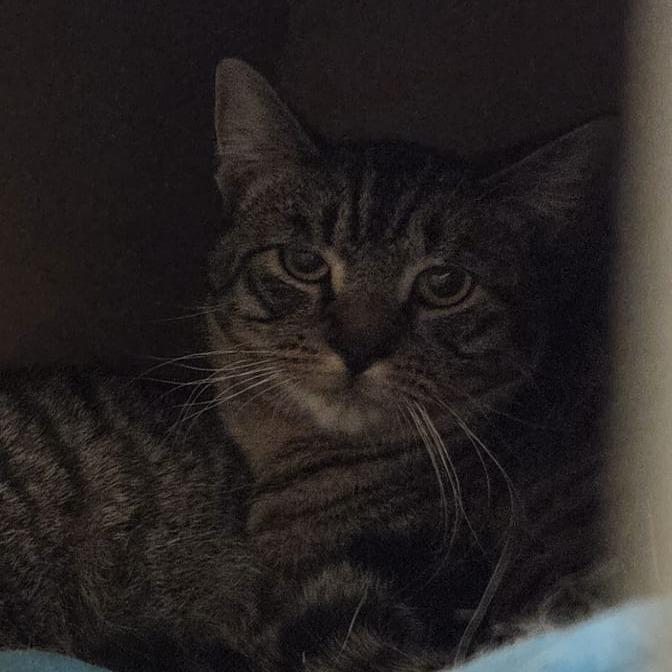 Little Man, a Adoptable Domestic Short Hair in Ballston Spa, NY image 1/2