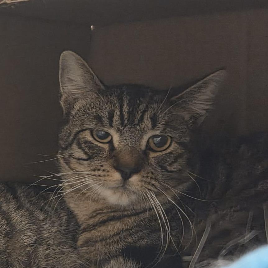 Little Man, a Adoptable Domestic Short Hair in Ballston Spa, NY image 2/2