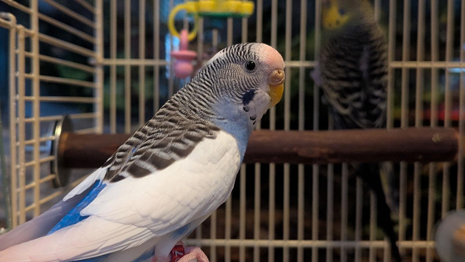 Mojito and Daiquiri, Adopted, Adult Female Parakeet (Other).