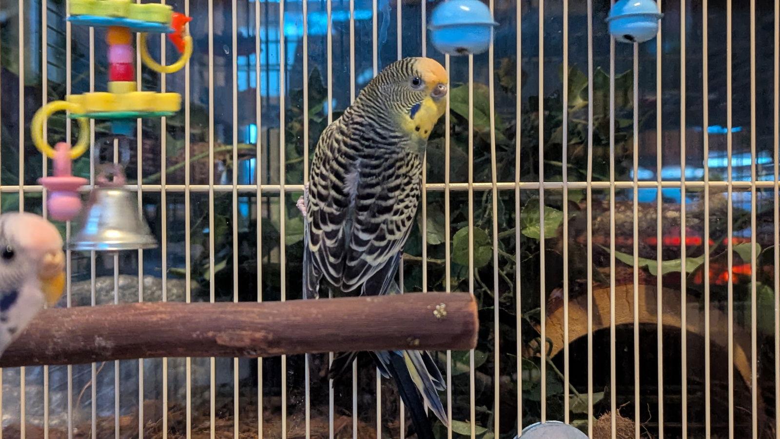 Enlarge Mojito and Daiquiri, a Adopted Parakeet (Other) in hinckley, IL image 2/3