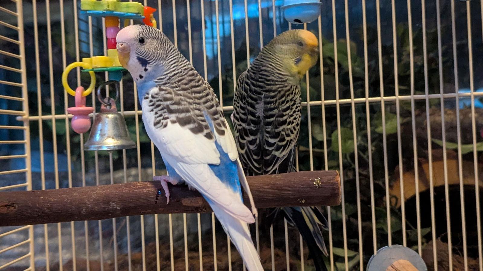 Enlarge Mojito and Daiquiri, a Adopted Parakeet (Other) in hinckley, IL image 3/3