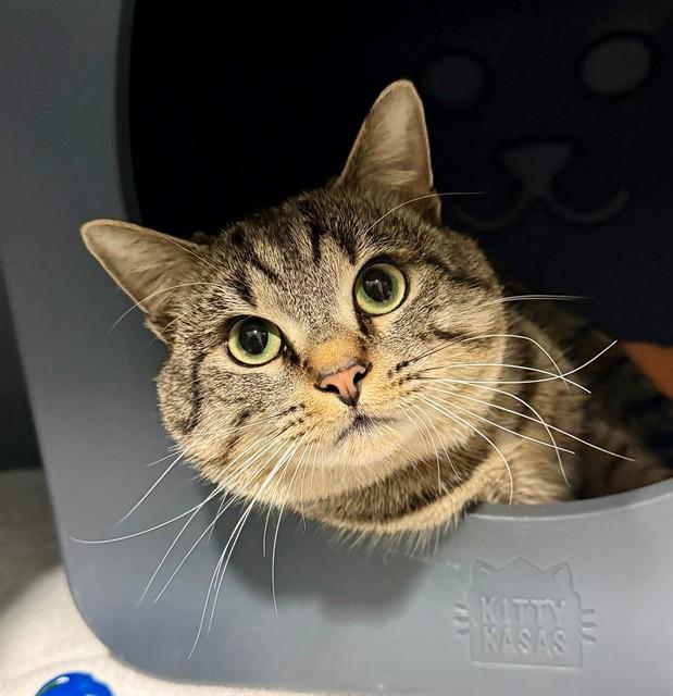 HERMIE, Adoptable, Young Male Domestic Short Hair.