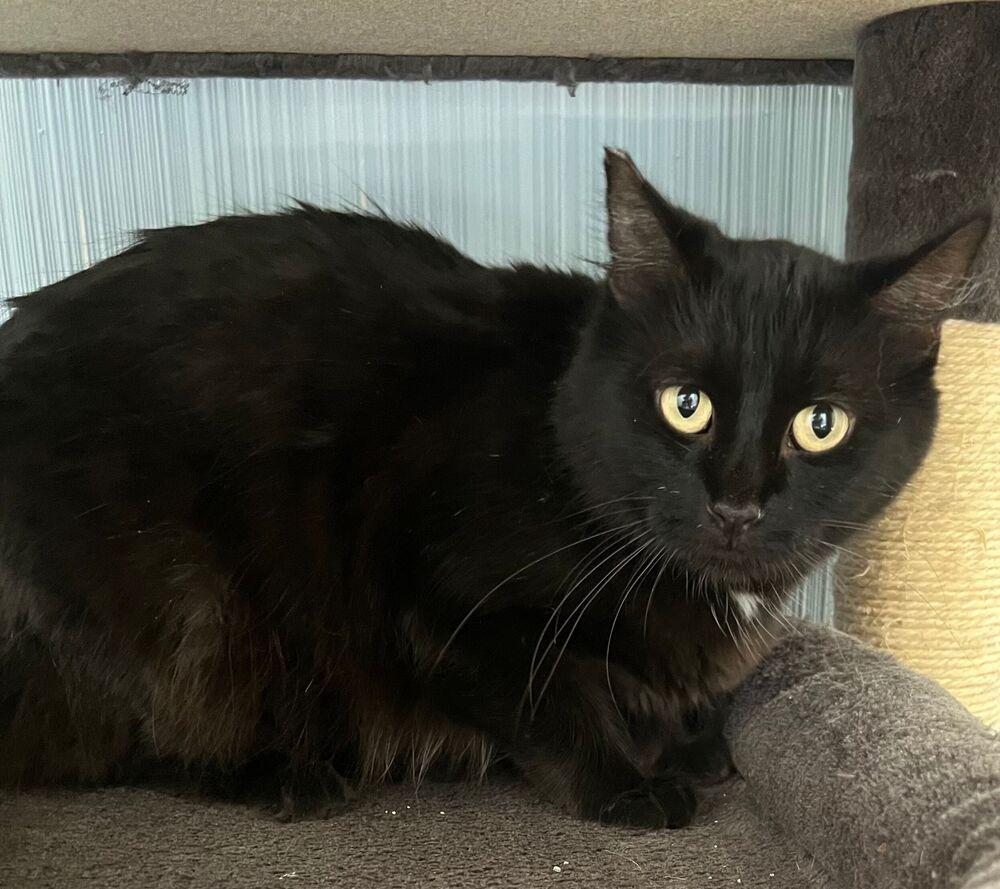 Enlarge Violet, a Adoptable Domestic Medium Hair in McPherson, KS image 1/1