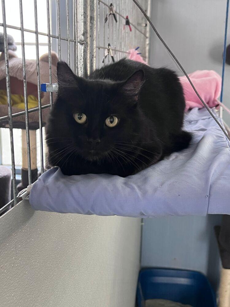 Enlarge Violet, a Adoptable Domestic Medium Hair in McPherson, KS image 2/2