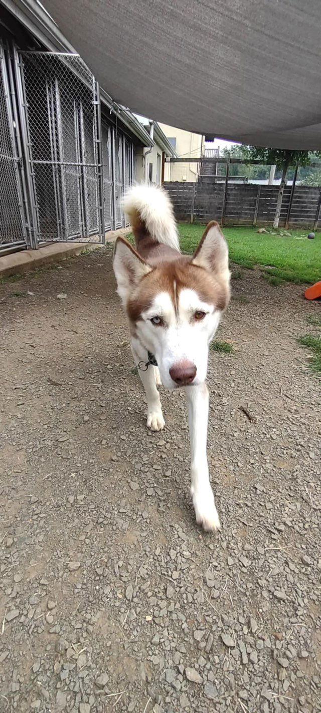 Blaze, Adoptable, Adult Male Siberian Husky.